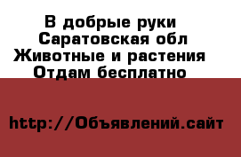 В добрые руки - Саратовская обл. Животные и растения » Отдам бесплатно   
